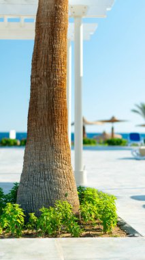 Doğal bitkileri, mavi gökyüzünün arka planında yeşil yapraklı palmiyeleri tuzağa düşürün..