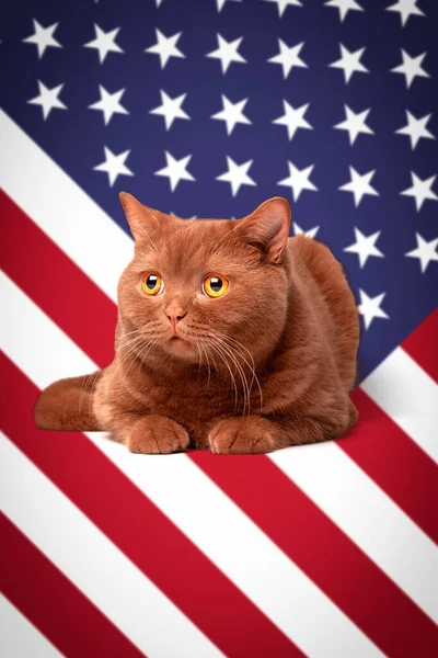 Portret Kota Jasnożółte Oczy Zabawny Wygląd Brytyjski Kot Cynamonowa Brązowa — Zdjęcie stockowe