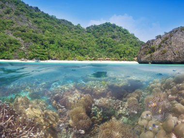 Güzel mercan kayalığı horoz 's tarak Island, Myanmar