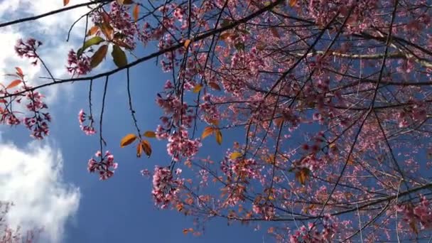 Bahar Sakura Sezon Kiraz Çiçeği — Stok video