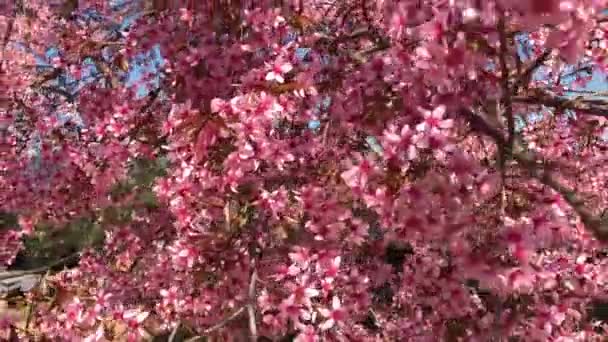 Sakura Jarní sezóna třešní