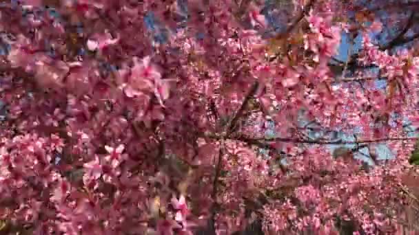 Primavera Sakura Temporada Cereja Blossom — Vídeo de Stock