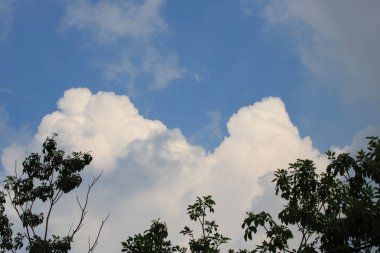 Mavi gökyüzü altında ağaçlarla bulutlara karşı