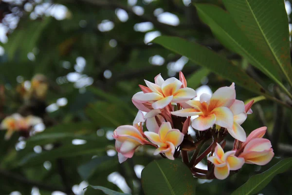 Beleza florescendo Plumeria, Plumeria No lado direito da imagem — Fotografia de Stock