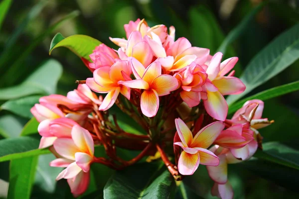 Beleza Florescendo Plumeria Colorido Plumeria — Fotografia de Stock
