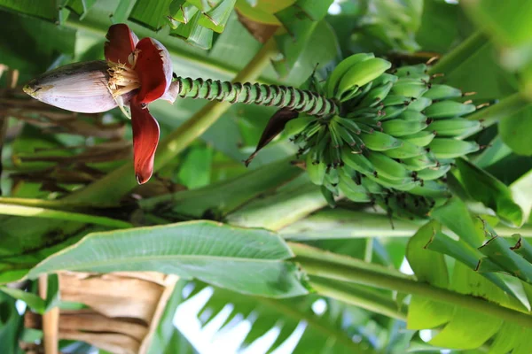 Flor Banana Lado Esquerdo Imagem — Fotografia de Stock
