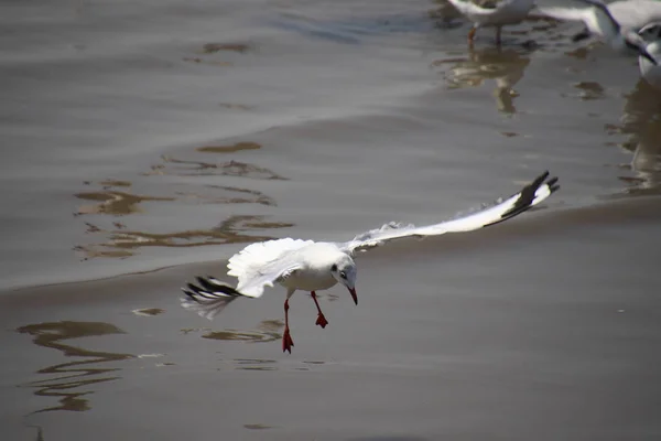 Fechar gaivota abriu suas asas lindamente e voando sobre wa — Fotografia de Stock