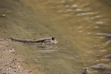 Çamur atlayan balıklar, amfibik balıklar mangrov ormanlarında çamurun üzerinde yatıyorlar.
