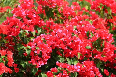 Güzel pembe begonviller çiçek açan parlak pembe begonviller çiçekli çiçekler Bougainvillea çiçekleri desen ve arka plan, çiçekli yakın plan Bougainvillea ağacı