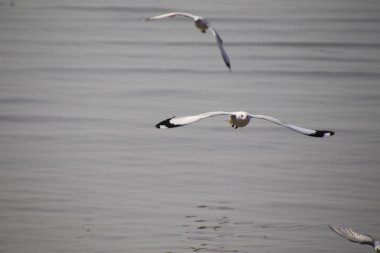Martı kanatlarını güzelce açıp suyun üzerinde uçuyor, martı kameraya bakıyor.