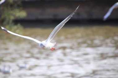 Martı kanatlarını güzelce açtı ve Tayland, Bangpoo 'da suyun üzerinde uçtu.