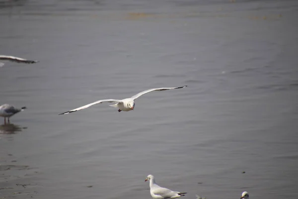 Fechar Gaivota Abriu Suas Asas Lindamente Voando Sobre Água Gaivota — Fotografia de Stock