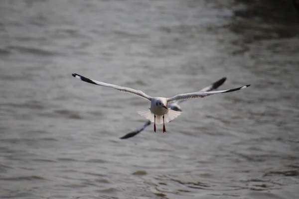 Close Gaivota Abriu Suas Asas Lindamente Voando Sobre Água Bangpoo — Fotografia de Stock