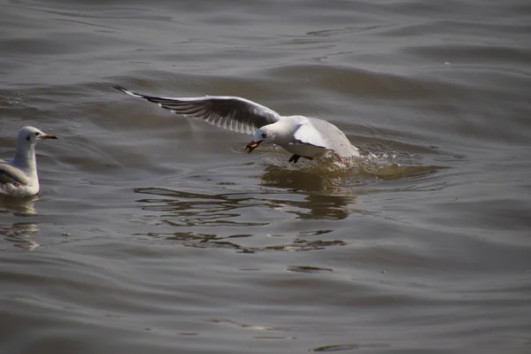 Martılar Suyun Üzerinde Uçar Ağızlarında Yiyecek Olur — Stok fotoğraf