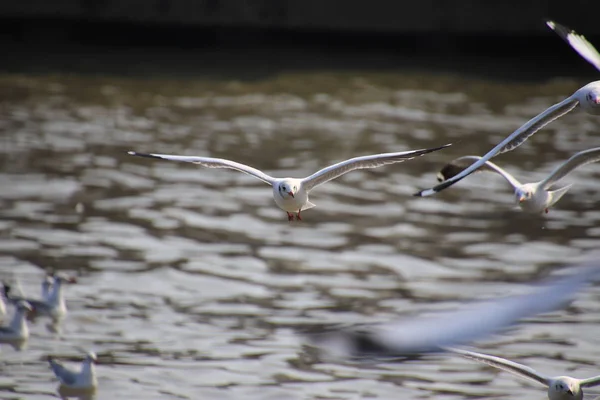 Seagull Spread Its Wings Beautifully Flying Water Thailand — Stock Photo, Image