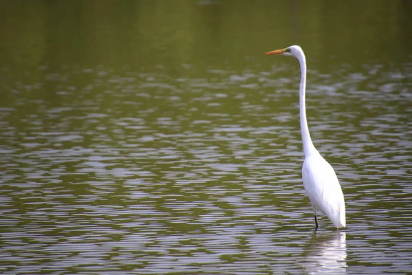 Egret Standing Marsh Mangrove Forest Egret Standing Marsh — Stock Photo, Image