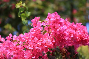 Güzel pembe begonviller çiçek açan parlak pembe begonviller çiçekli çiçekler Bougainvillea çiçekleri desen ve arka plan, çiçekli yakın plan Bougainvillea ağacı