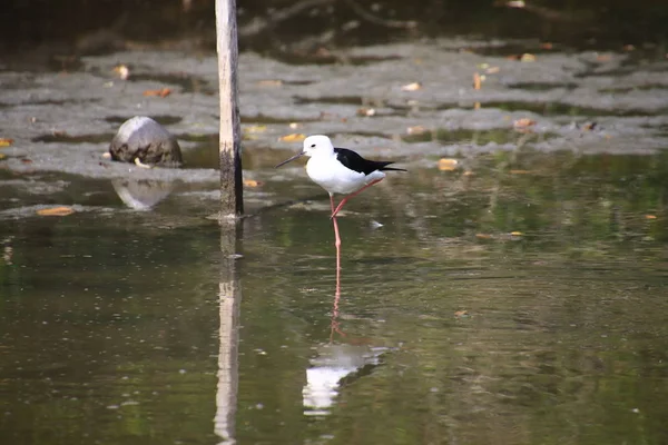 Black Necked Stilt bird in mangrove forest,Black Necked Stilt bird hunting for food