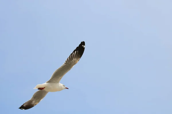 Close Zeemeeuw Spreidde Zijn Vleugels Prachtig Zeemeeuw Vliegen Blauwe Lucht — Stockfoto