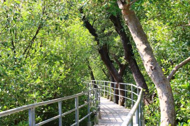 Mangrove ormanına giden yolda yol kenarında ağaçlar var..