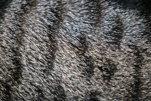 Latar Belakang Tekstur Bulu Kucing Hitam Dan Abu Abu Bergaris — Stok Foto