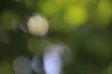 Yeşil ile soyut bokeh arkaplan, kopyalama alanı, soyut duvar kağıdı, de focus, bulanık desen