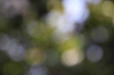 Yeşil ile soyut bokeh arkaplan, kopyalama alanı, soyut duvar kağıdı, de focus, bulanık desen