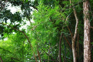 Ormanda bambu dalları, ağaçlar ve ormanlar olan bambu dalları.