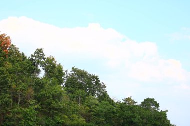 Gökyüzü ve bulutlarla kaplı dağdaki doğa ağaçlarının manzarası