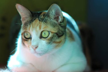 Kapatın. Üç renkli kedi yerde oturuyor ve resmin soluna bakın.