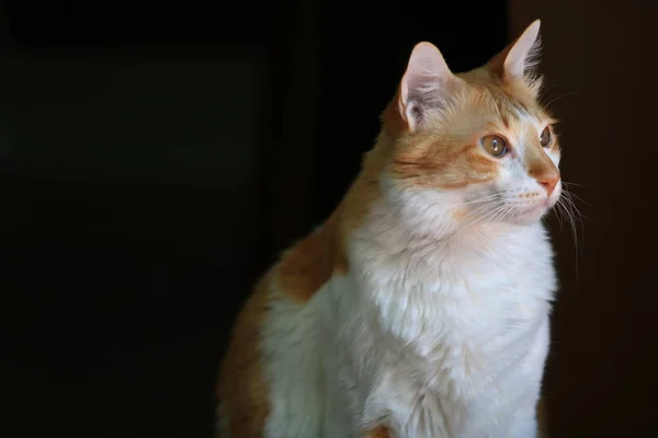 Stående Vit Och Gul Katt Tittar Till Höger Bilden Katten — Stockfoto