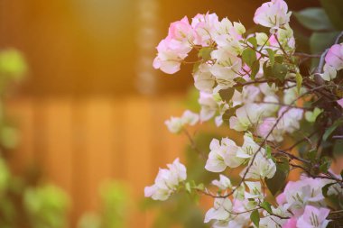 Güzel pembe begonviller çiçek açan parlak pembe begonviller çiçekli çiçekler, Bougainvillea çiçekleri desen ve arka plan, çiçekli Bougainvillea ağacı, bougainvillea çiçeklerinde parlayan gün ışığı