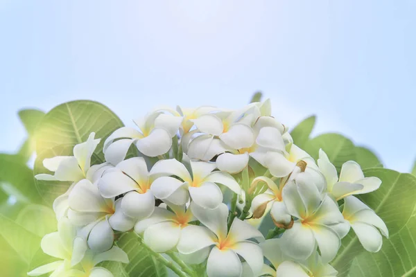 Bela Flor Branco Amarelo Frangipani Plumeria Flor Com Filtro Cor — Fotografia de Stock
