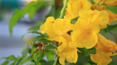 Güzel sarı çiçek açan, çiçekli parlak sarı çiçekler, sarı çiçek deseni ve arka planı, yakın plan sarı çiçek ağacı. 