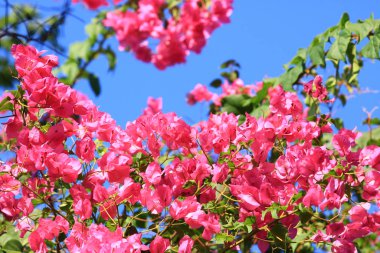 Güzel pembe begonviller çiçek açıyor, parlak pembe buga