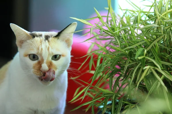 Cat eating fresh green grass,Cat Licking Its Lips After Eating f