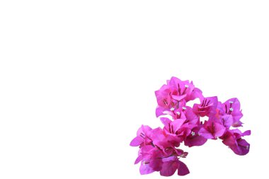 Güzel pembe begonviller beyaz arka planda izole edilmiş, parlak kırmızı bougainvillea çiçekleri çiçek arkaplanı, Bougainvillea çiçek dokusu ve arka planı, yakın plan Bougainvillea ağacı beyaz arkaplanda izole edilmiş çiçekler.