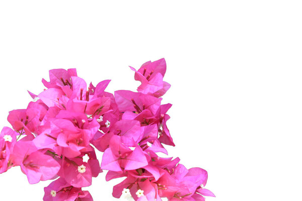 Beautiful pink red bougainvillea blooming isolated on white back