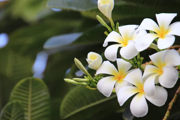 Gyönyörű Csoport Fehér Plumeria Frangipani Virágzó Reggel Fényes Fehér Sárga — Stock Fotó