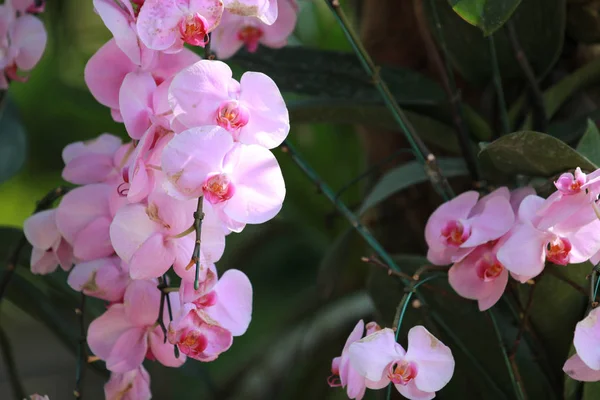 Flor rosa brilhante do Orchid (Phalaenopsis) com ramo no jardim, flor rosa brilhante do Orchid como um floral no fundo verde — Fotografia de Stock