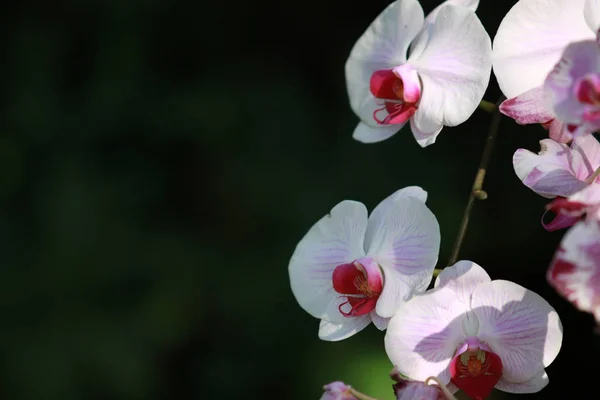 Flor rosa branca do Orchid (Phalaenopsis) no jardim, jardim tropical Fundo floral, flor do Orchid como um fundo floral — Fotografia de Stock