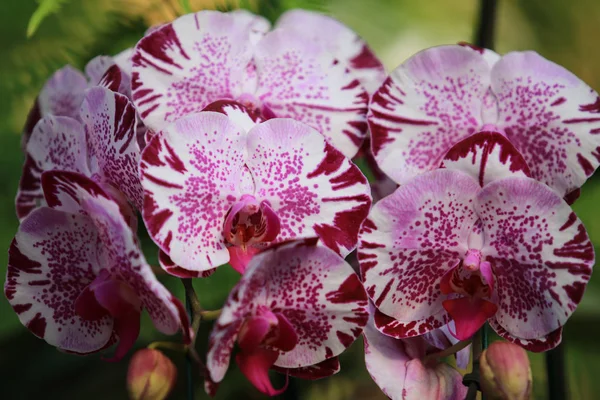 Orquídea rosa branca (Phalaenopsis) com flor de ramo no jardim, jardim tropical Fundo floral, flor de orquídea como um floral no fundo verde — Fotografia de Stock