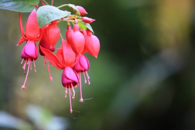 Güzel kırmızı Fuchsia (Fuchsia hybrida) yapraklı ve dallı çiçekler, kırmızı Fuchsia (Fuchsia hybrida) çiçekler doğa arka planında asılı, bahçesinde güzel pembe kırmızı bitki