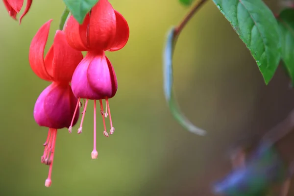 Vackra röda Fuchsia (Fuchsia hybrida) blommor med blad och gren, röda Fuchsia (Fuchsia hybrida) blommor hängande med naturen bakgrund, Vacker rosa röd växt i trädgården — Stockfoto