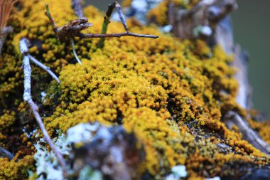 Yaşlı erik ağacı ve daldaki sarı yosunları kapat.