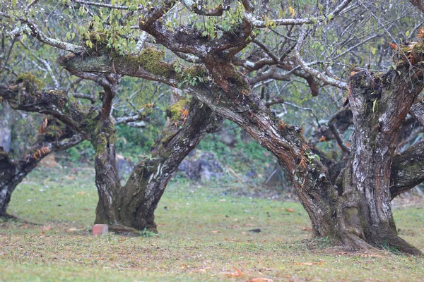 Paysage avec vieux prunier en hiver, mousse jaune sur vieux prunier avec branche et feuille — Photo