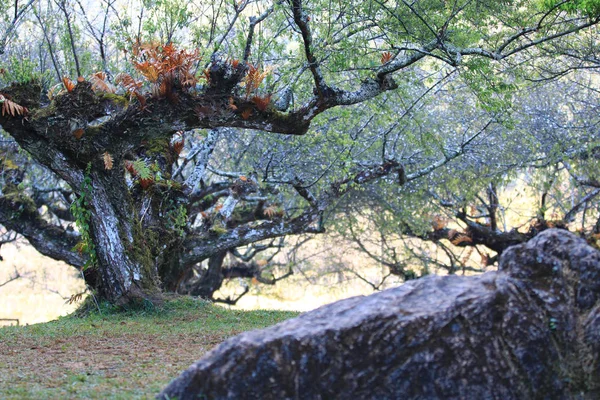 Krajobraz ze starym drzewem śliwkowym w zimie, Kamień przed drzewem śliwkowym — Zdjęcie stockowe