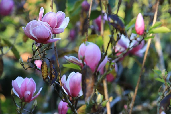 Pink white Magnolia flower on blurry magnolia flower background in garden, Close up Magnolia flower with branch and leaf on blurry background — стоковое фото