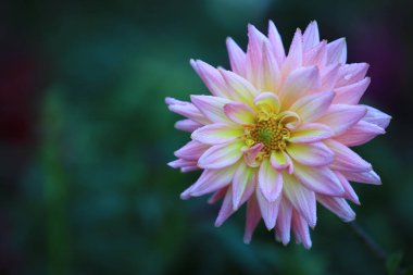 Güzeller güzeli sarı Dahlia çiçeğini kapat doğada çiğ tanesiyle 