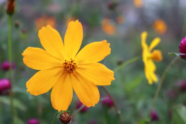 Ga 'daki doğa arka planında güzel bulanık turuncu kozmos çiçeği — Stok fotoğraf
